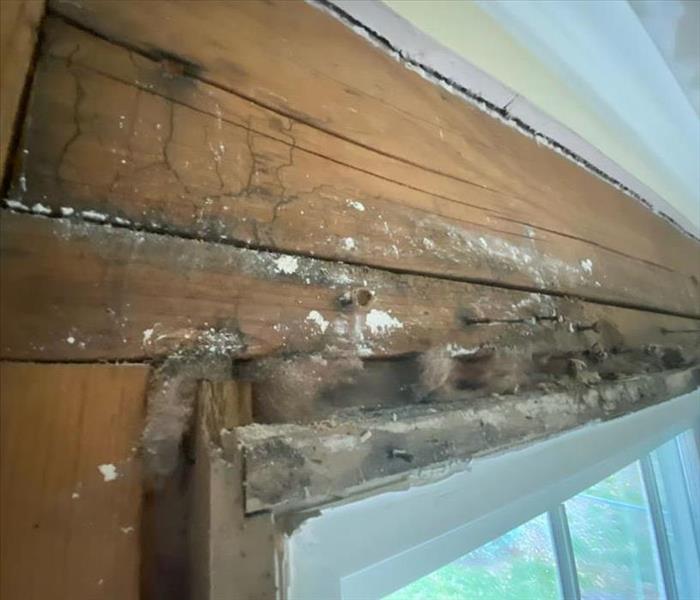 Residential Mold in Home window frame
